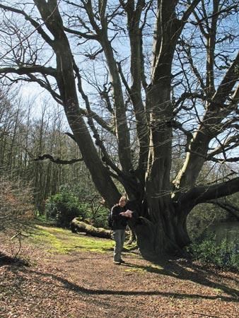 Tree beside crannog on White Loch of Myrton.