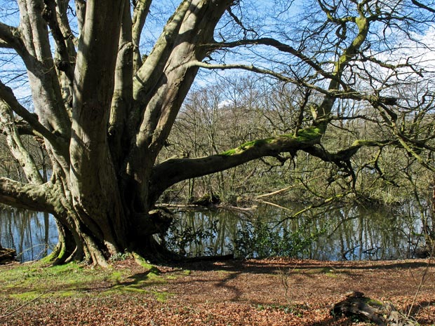 View of the crannog on White Loch of Myrton.