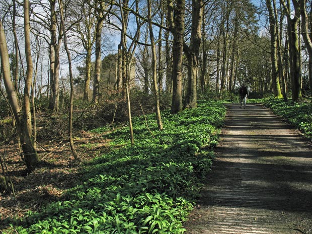 View of the road up to Myrton Castle.