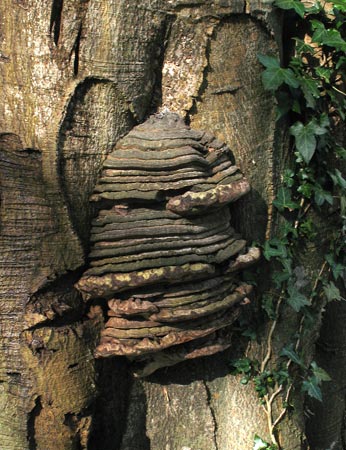 Fungi on a tree near Myrton Castle.