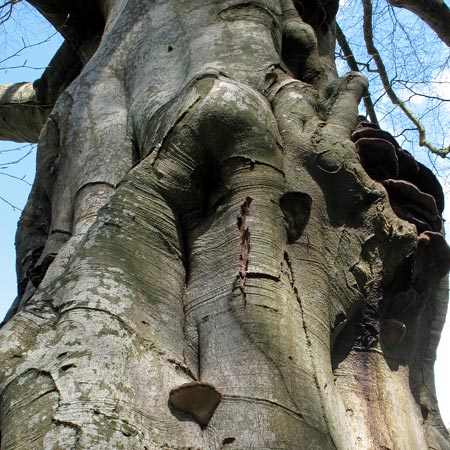 Natural sculpture forms on a tree near Myrton Castle.