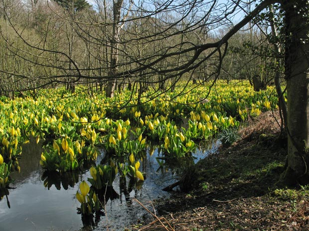 Masses of yellow skunk cabbage.