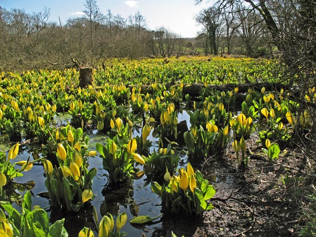 Masses of yellow skunk cabbage.