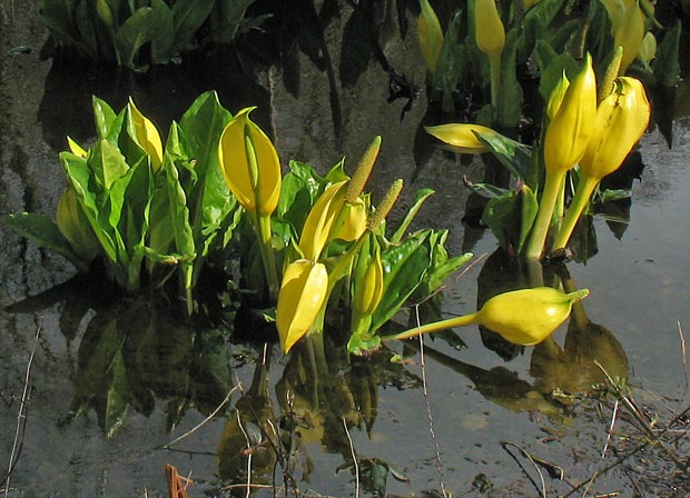 Yellow skunk cabbage.