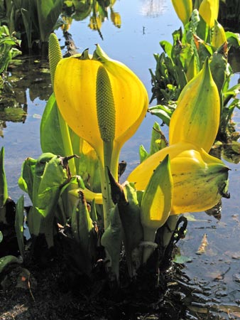 Yellow skunk cabbage.