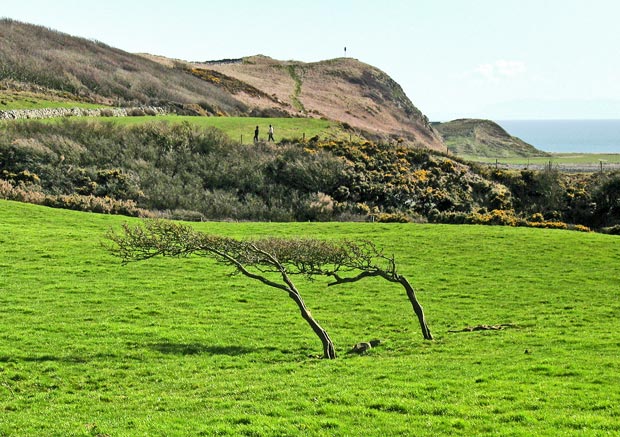 View from the A747 towards Craigengour with wind-blown trees in the foreground.