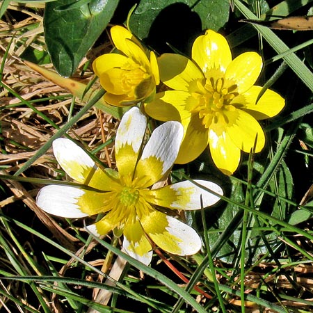 Wildflowers