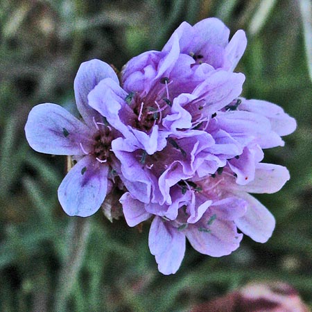 Wild flower Mull of Galloway