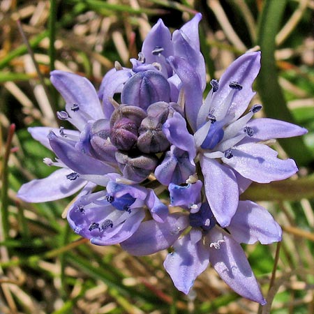 Wild flower Mull of Galloway