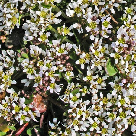 Wild flowers Mull of Galloway