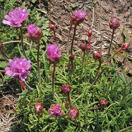 Wild flowers Mull of Galloway