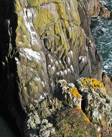 Nesting gulls on Gallie Craig headland