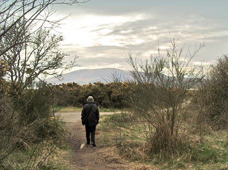 End of a winter's day near the start of the walk through Castle Wood Caerlaverock with Criffel in the background