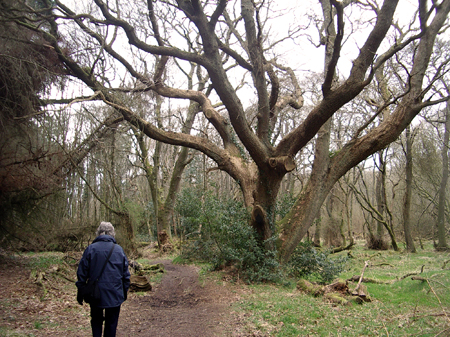 Summer and winter shots of the same tree in Castle Wood Caerlaverock