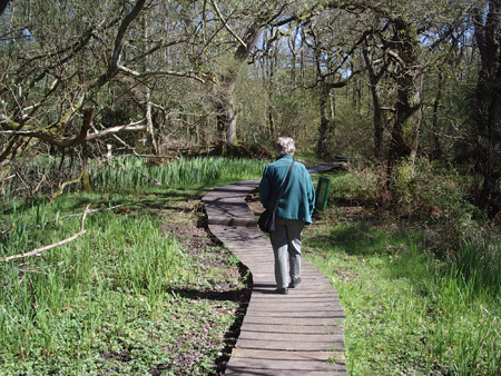 Spring in Castle Wood Caerlaverock