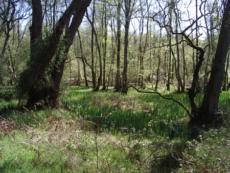 Fresh spring growth in Castle Wood Caerlaverock
