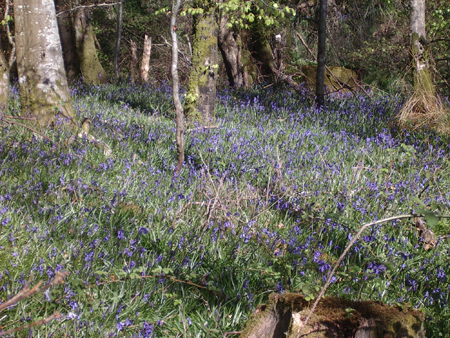 A carpet of bluebells in Castle Wood Caerlaverock in the month of May