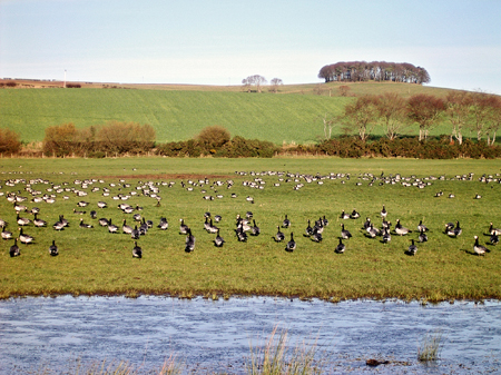 Looking east towards Wardlaw from the road near the car park at Castle Corner Caerlaverock with geese in the field