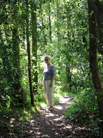 Dappled sunlight coming through the trees in Castle Wood Caerlaverock