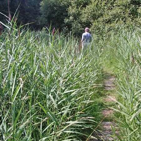 Head height grasses in Cstle Wood Caerlaverock