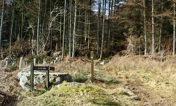 Where the route onto Criffel from Ardwall enters the trees