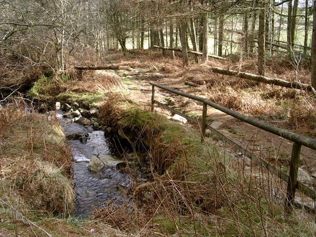 Craigrockall Burn coming through the woods on the way up Criffel from Ardwall.