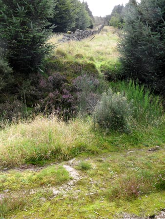 View from the forest track back up the alternative route to Mid Glen