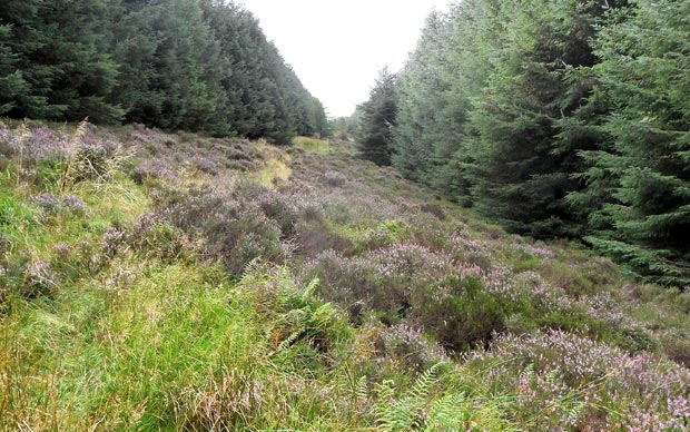 View up the firebreak on the route up the west of Criffel