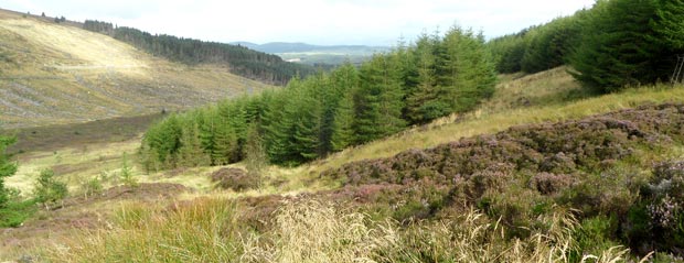 Break in the trees where the Pultarson Burn comes down off Criffel