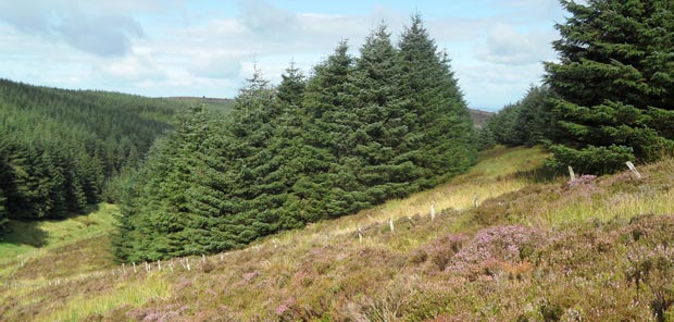 The southern exit from the fire break on the west side of Criffel