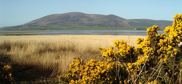 Gorse and grasses in the foreground with Criffel and Knockendoch in the distance across the River Nith Estuary