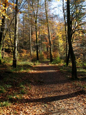 Broad path through the forest, Mabie