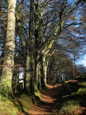 Avenue of mature trees alongside the path, Mabie Forest