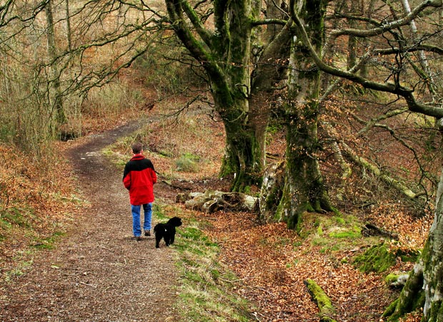 Autumn walk in Mabie Forest