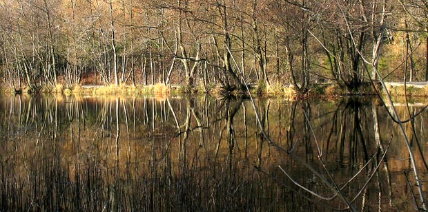 Trees reflected in one of the forest's ponds