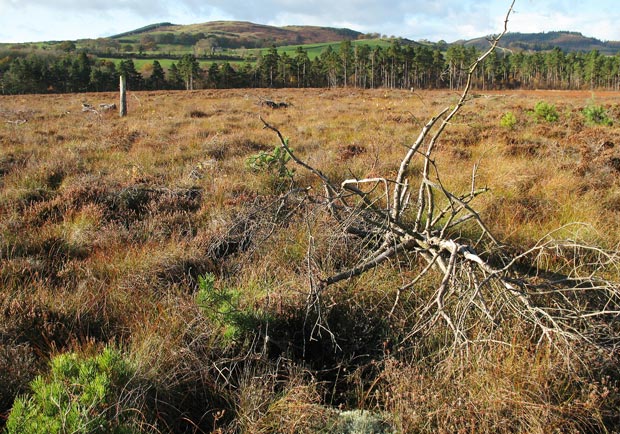 View across Kirconnell Flow with Mabie Forest hill in the background