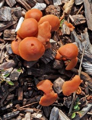 Fungi in Kirconnell Flow