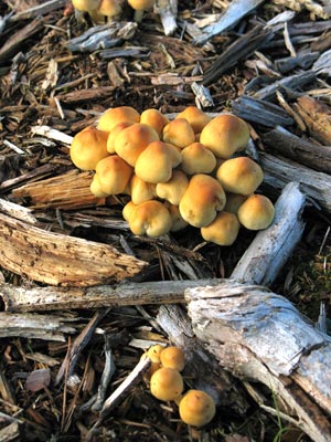 Fungi in Kirconnell Flow