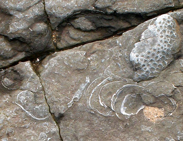 Photograph of fossils in the rocks at Arbigland