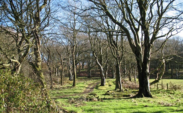 Passing through woodland as we leave Portpatick