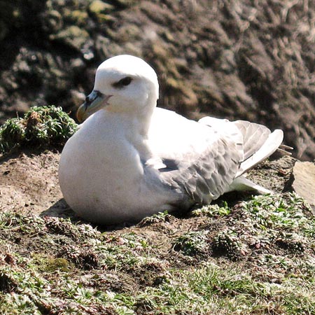 Gull on the cliffs near Portpatrick