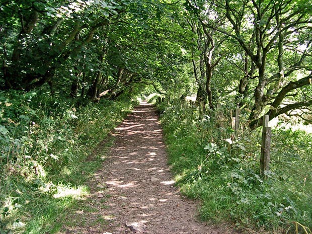 View of the path through Physgill wood