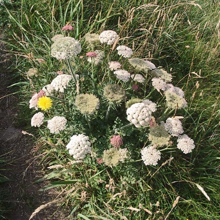 Grasses and wild flowers beside the path