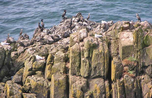 Cormorants on sea stack near cliff top path