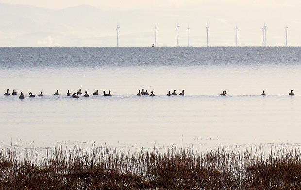 Geese and windmills