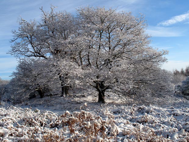 Tree with snow and sunlight