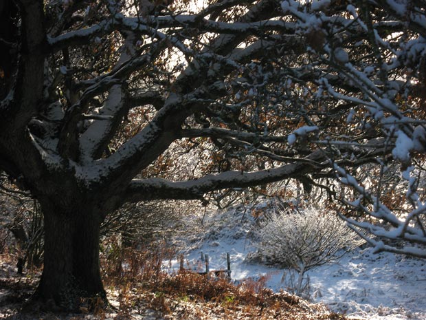 Some interesting trees