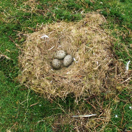 Gull's nest Hestan Island.