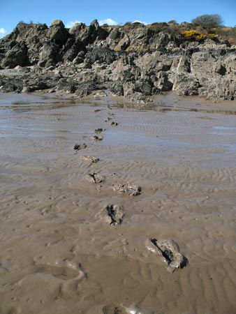 Ankle deep mud east shore Rough Island.