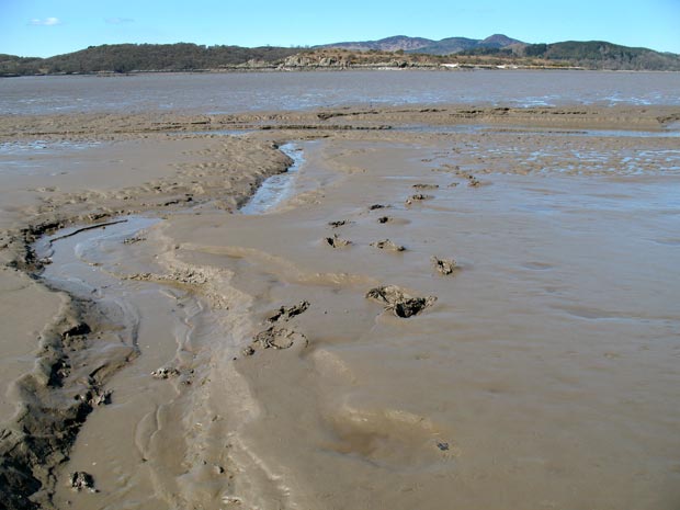 Walk in the stream not in the mud to get ashore heading towards Castle Point from Rough Island.